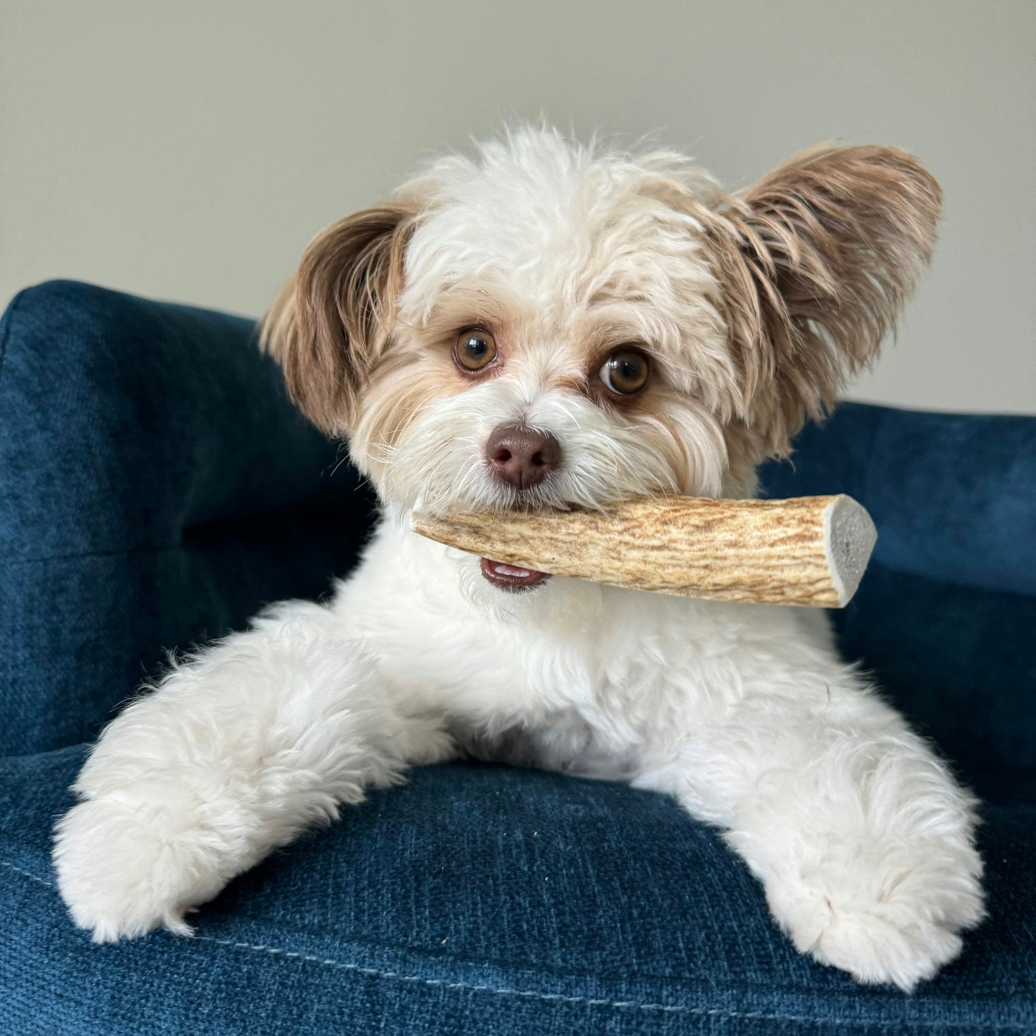 Elk Antler Dog Chew – Split or Whole, Wild-Gathered in Wyoming