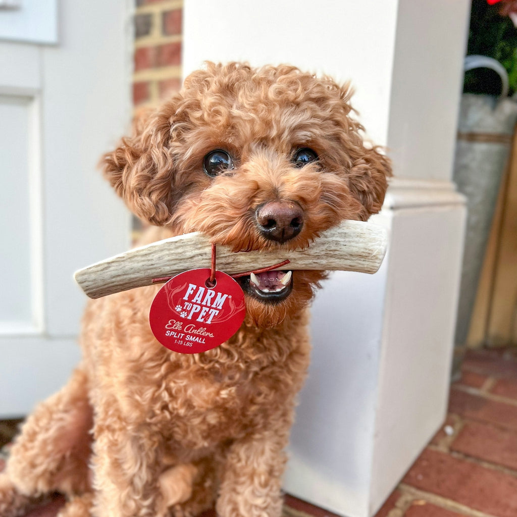 Elk Antler Dog Chew – Split or Whole, Wild-Gathered in Wyoming