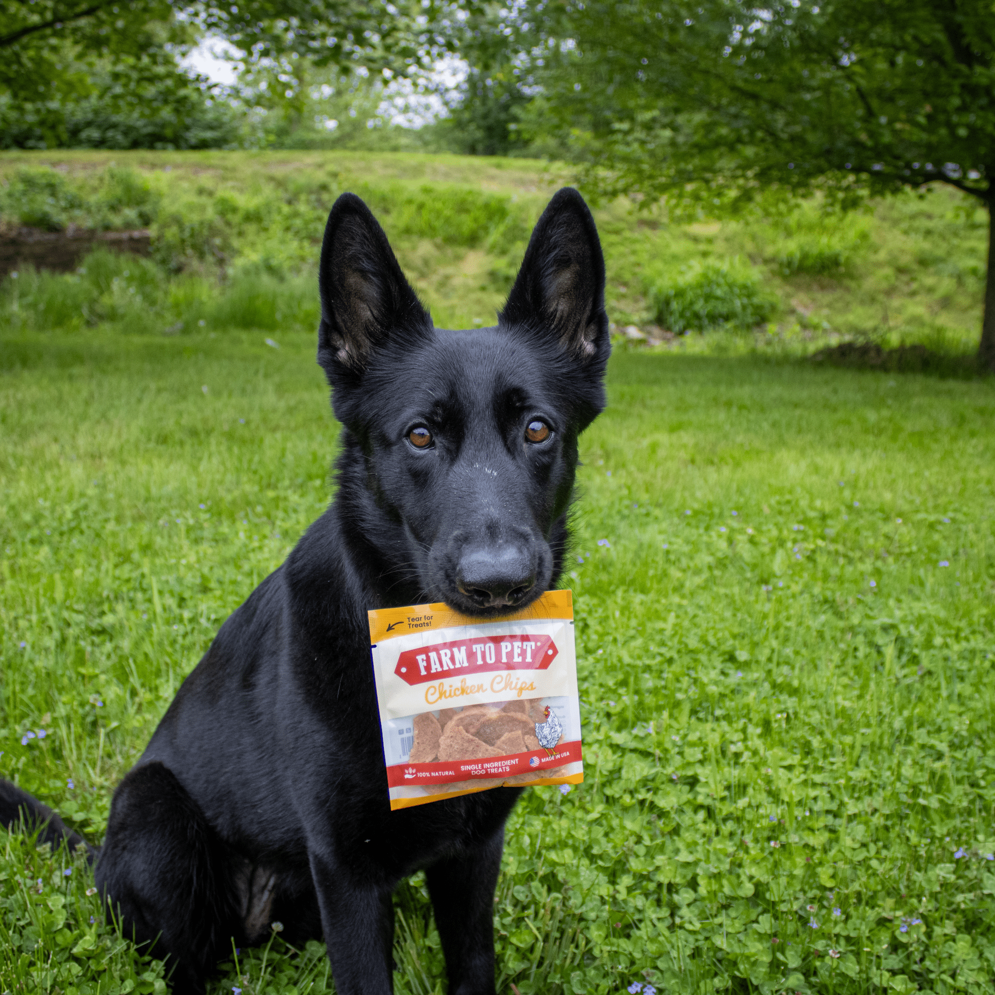 Chicken Chip Snack Packs for Dogs and Cats – 100% Chicken Breast