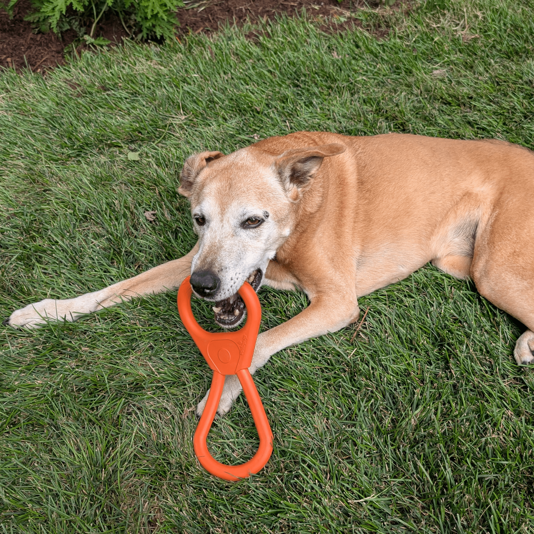 Durable USA-Made Dog Tug Toy for Interactive Play