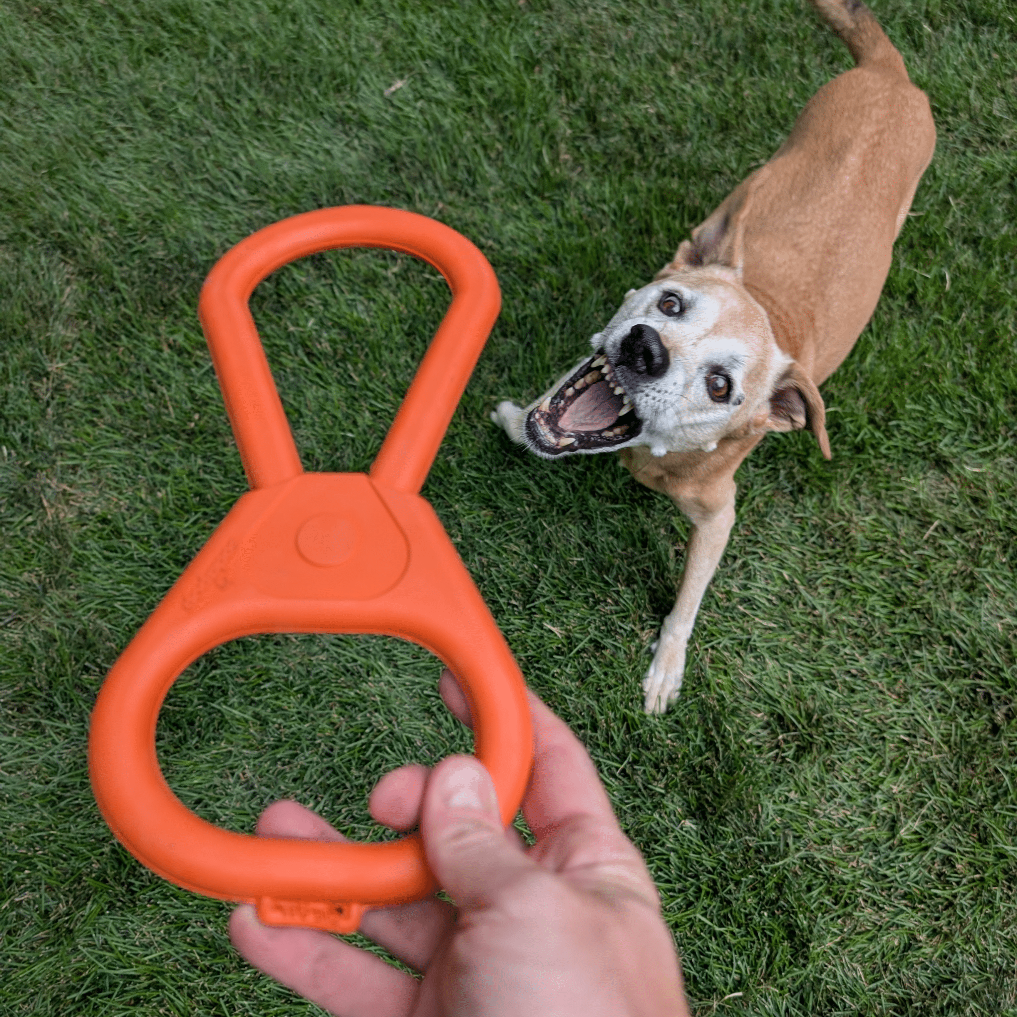 Durable USA-Made Dog Tug Toy for Interactive Play