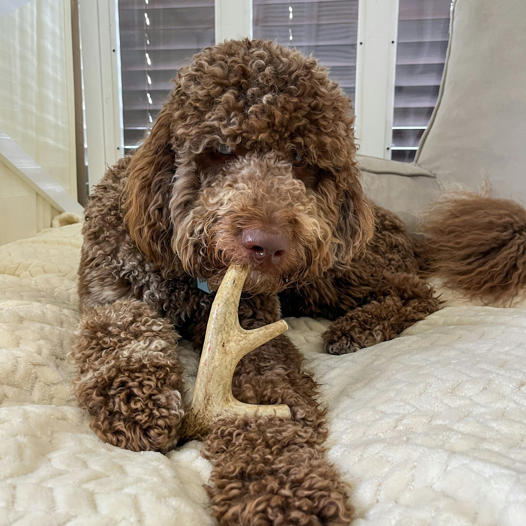 Whole Deer Antler Chew for Large Dogs (35 lbs and Up)