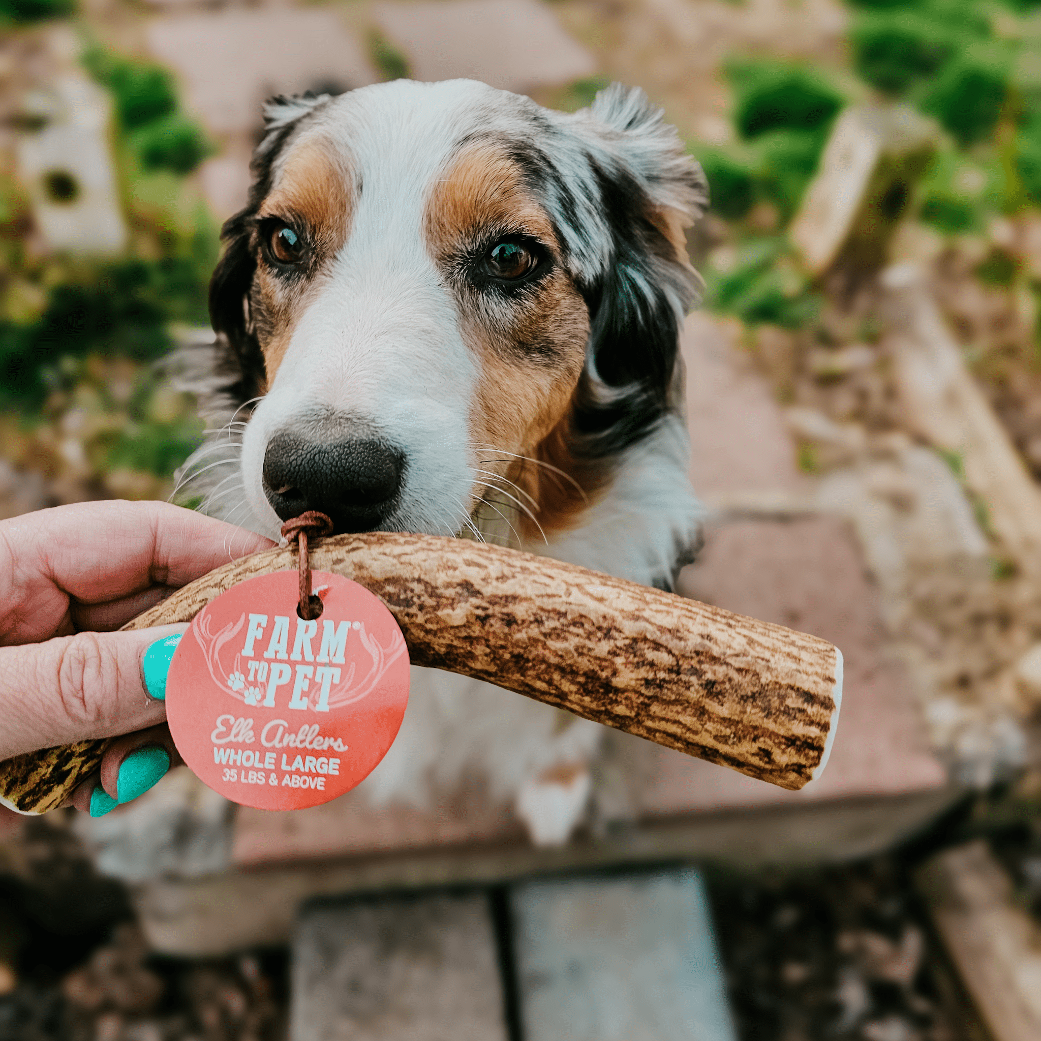 Elk Antler Dog Chew – Split or Whole, Wild-Gathered in Wyoming