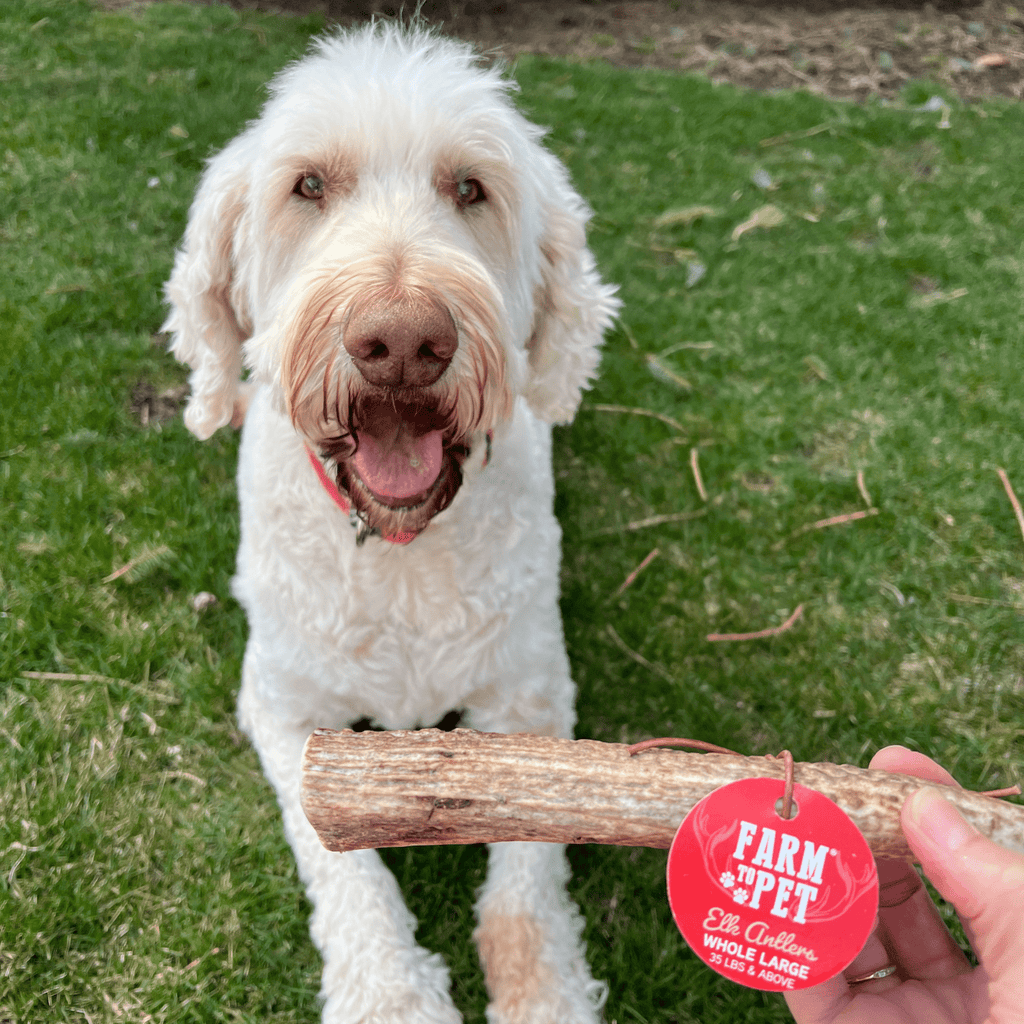 Elk Antler Dog Chew – Split or Whole, Wild-Gathered in Wyoming