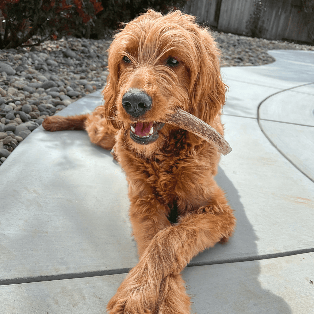 Elk Antler Dog Chew – Split or Whole, Wild-Gathered in Wyoming