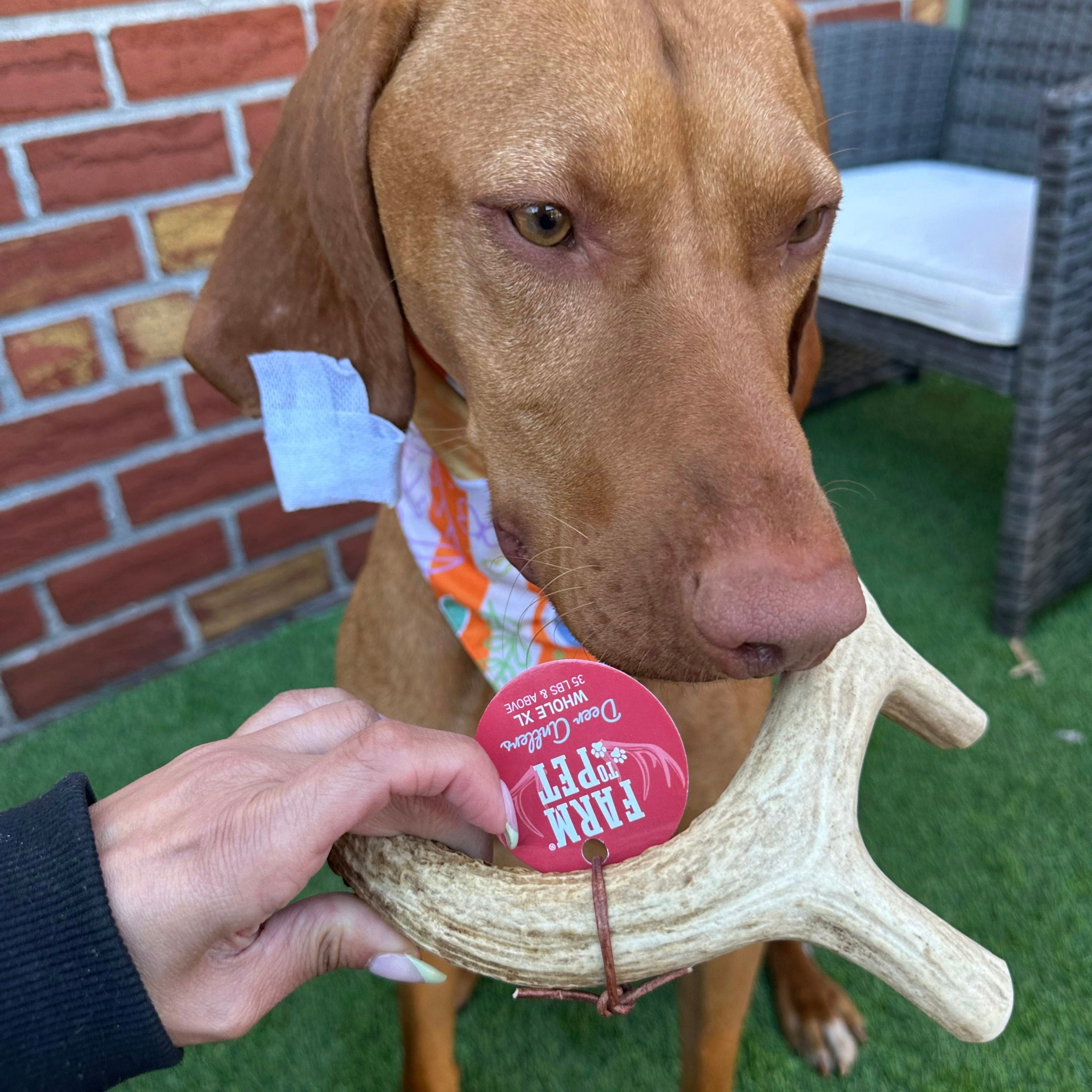 Whole Deer Antler Chew for Large Dogs (35 lbs and Up)