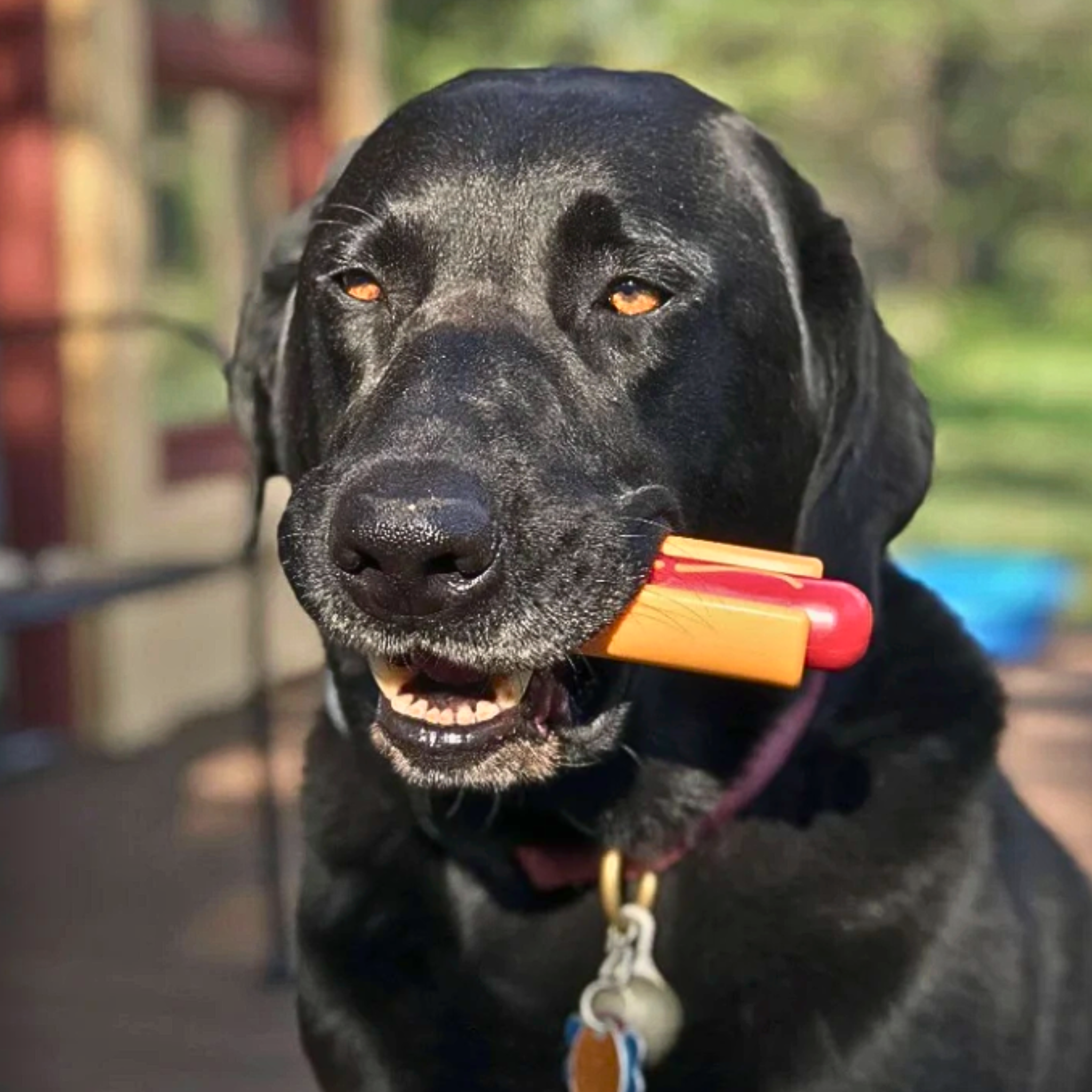 Durable USA-Made Dog Tug Toy for Interactive Play