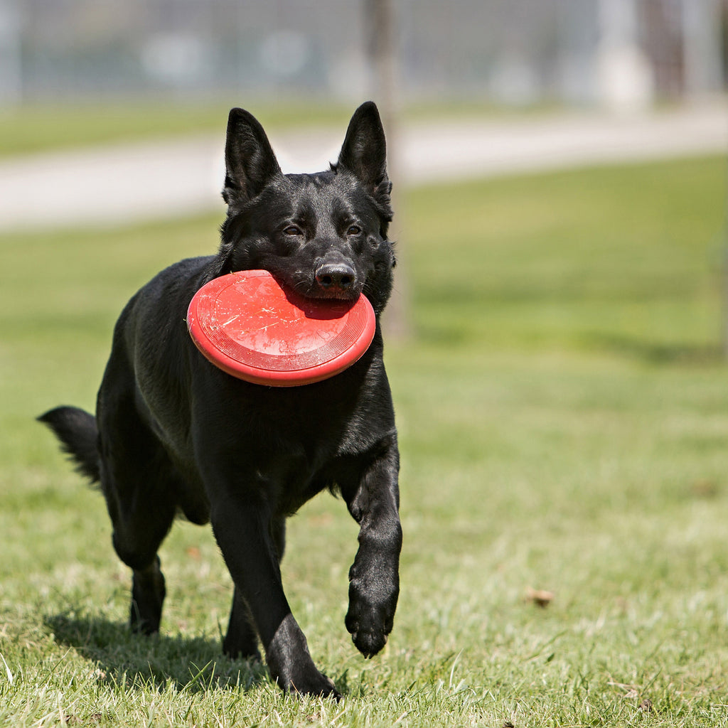 KONG Classic Flyer Durable Rubber Dog Fetch Disc
