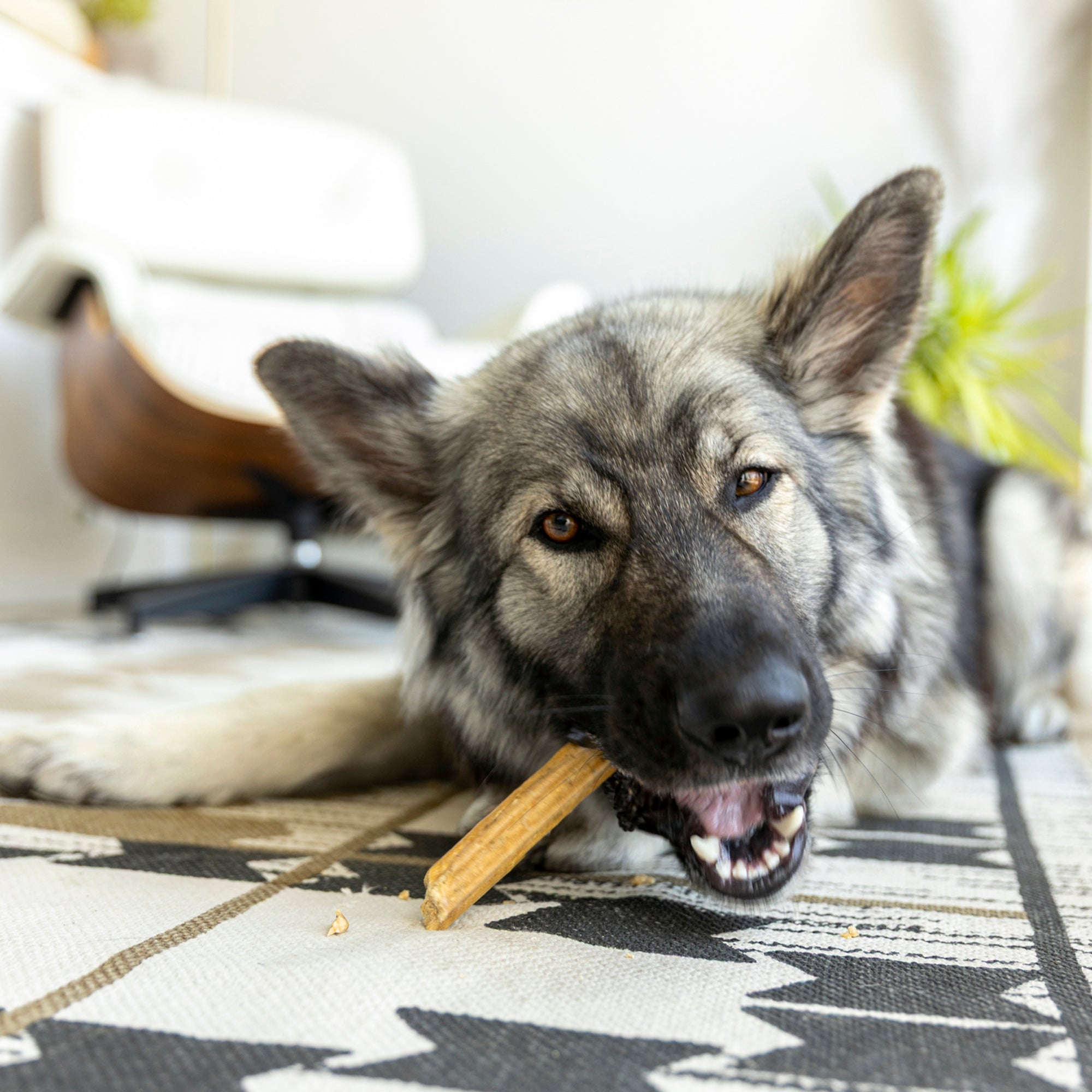 Dog Dental Sticks with Parsley, Mint & Upcycled Apple