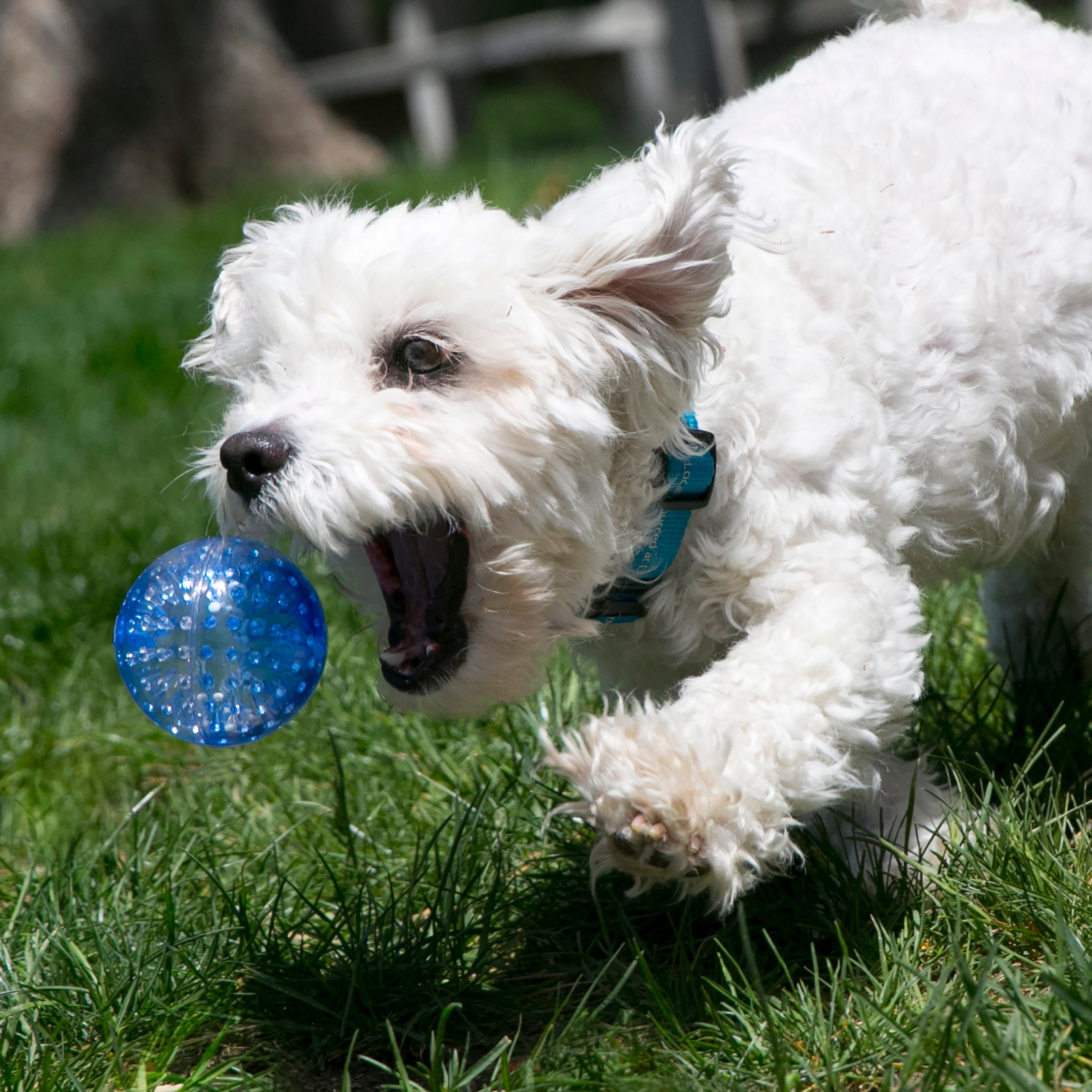 KONG Geodz Dog Fetch Toy with Squeaker and Crackle Sounds