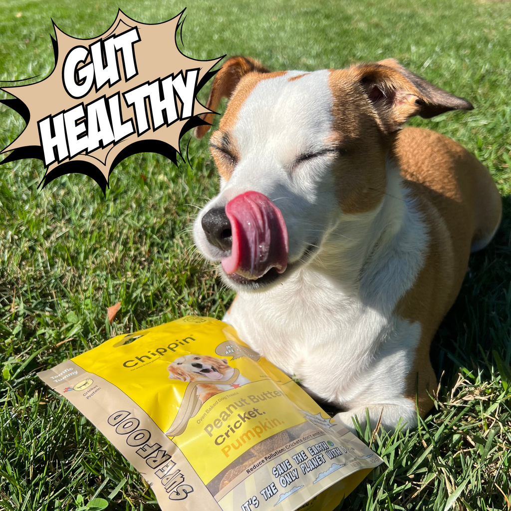 Dog Treat Variety Bundle with Soft Jerky and Crunchy Snacks