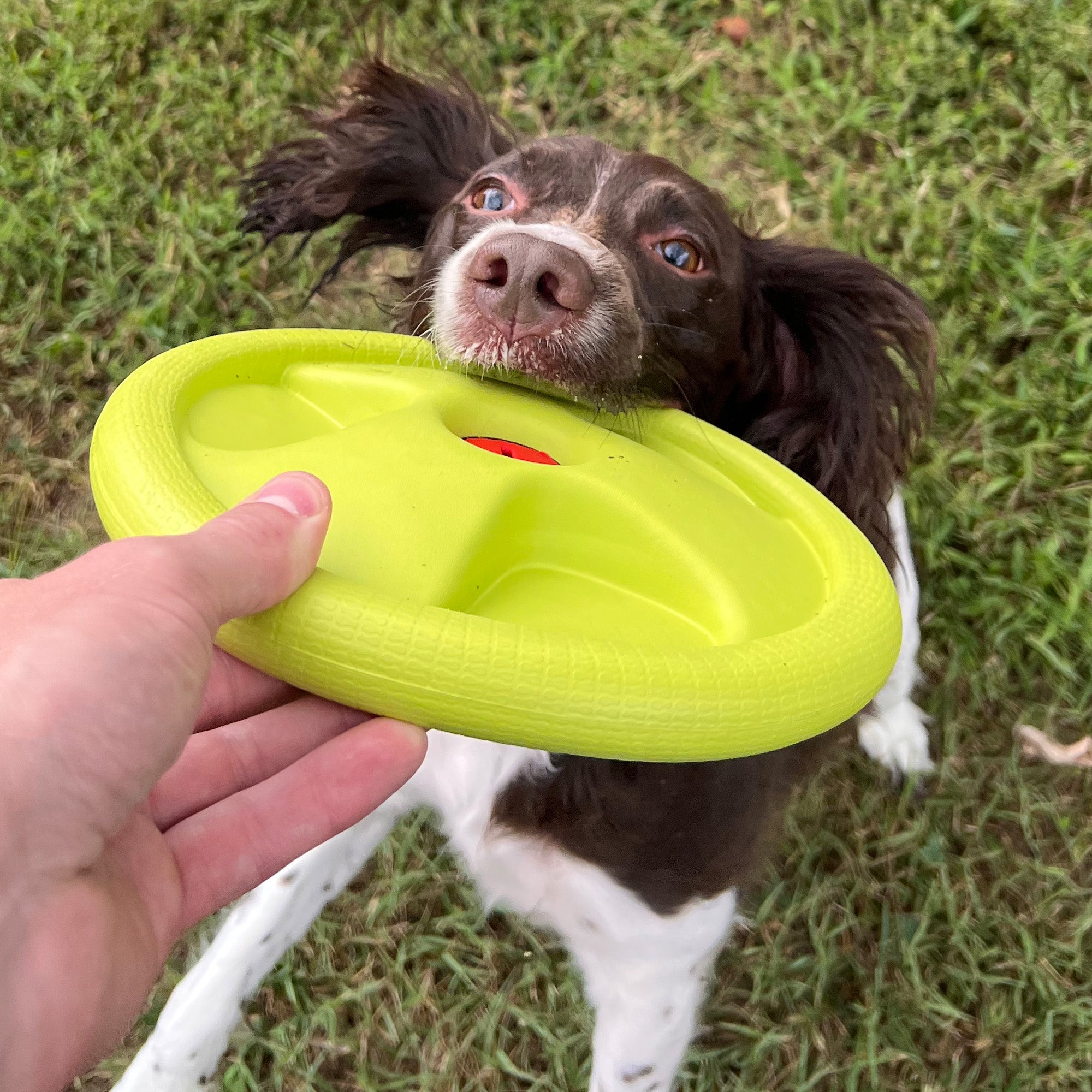 Durable Rubber Dog Frisbee for Chewers and Water Play