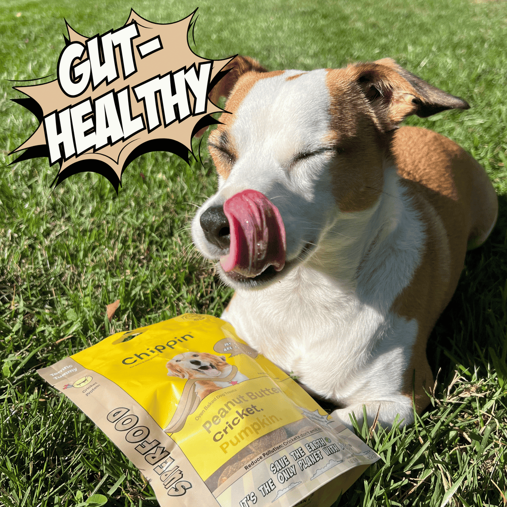 Spring Support Bundle for Dogs – Skin, Coat & Digestive Health