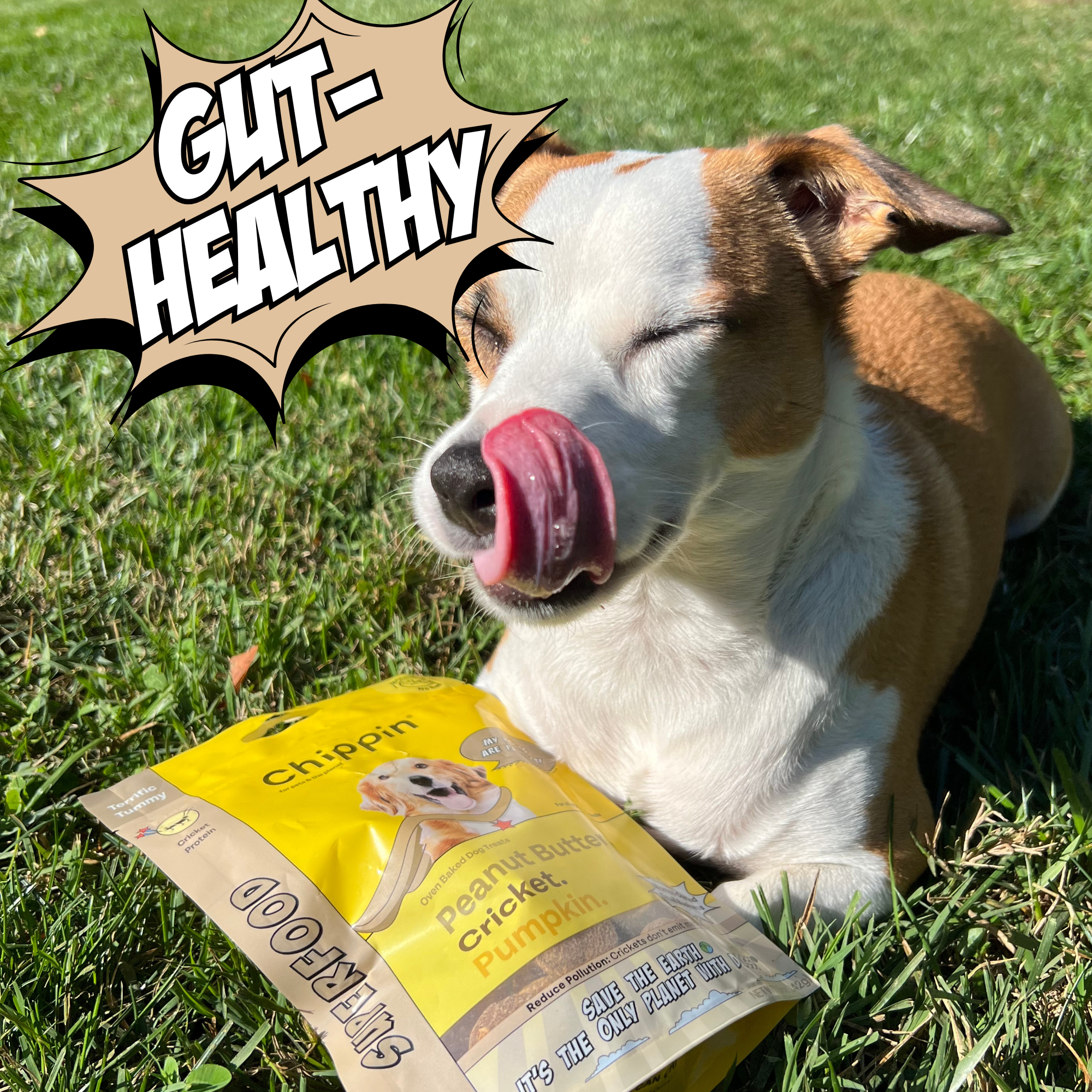 Crunchy Cookie Bundle for Dogs – Superfood & Veggie Treat Mix