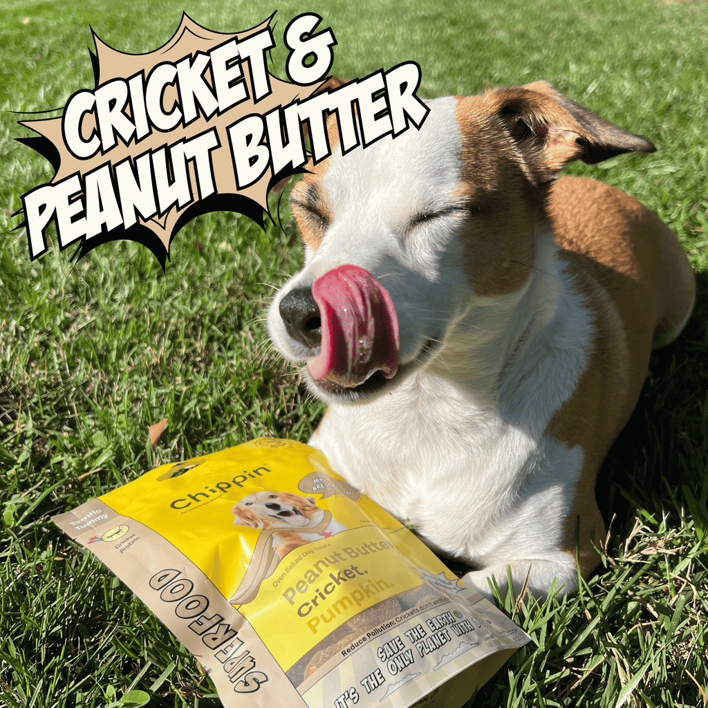 Oven-Baked Cricket Protein Dog Treats with Pumpkin & Oats