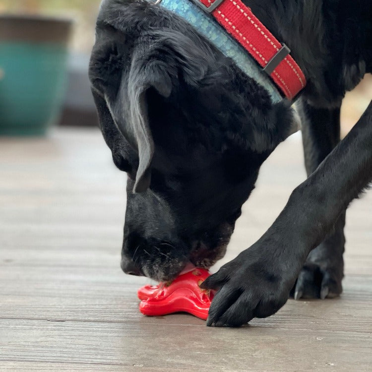 Starfish Ultra Durable Nylon Dog Chew Toy with Treat Pockets