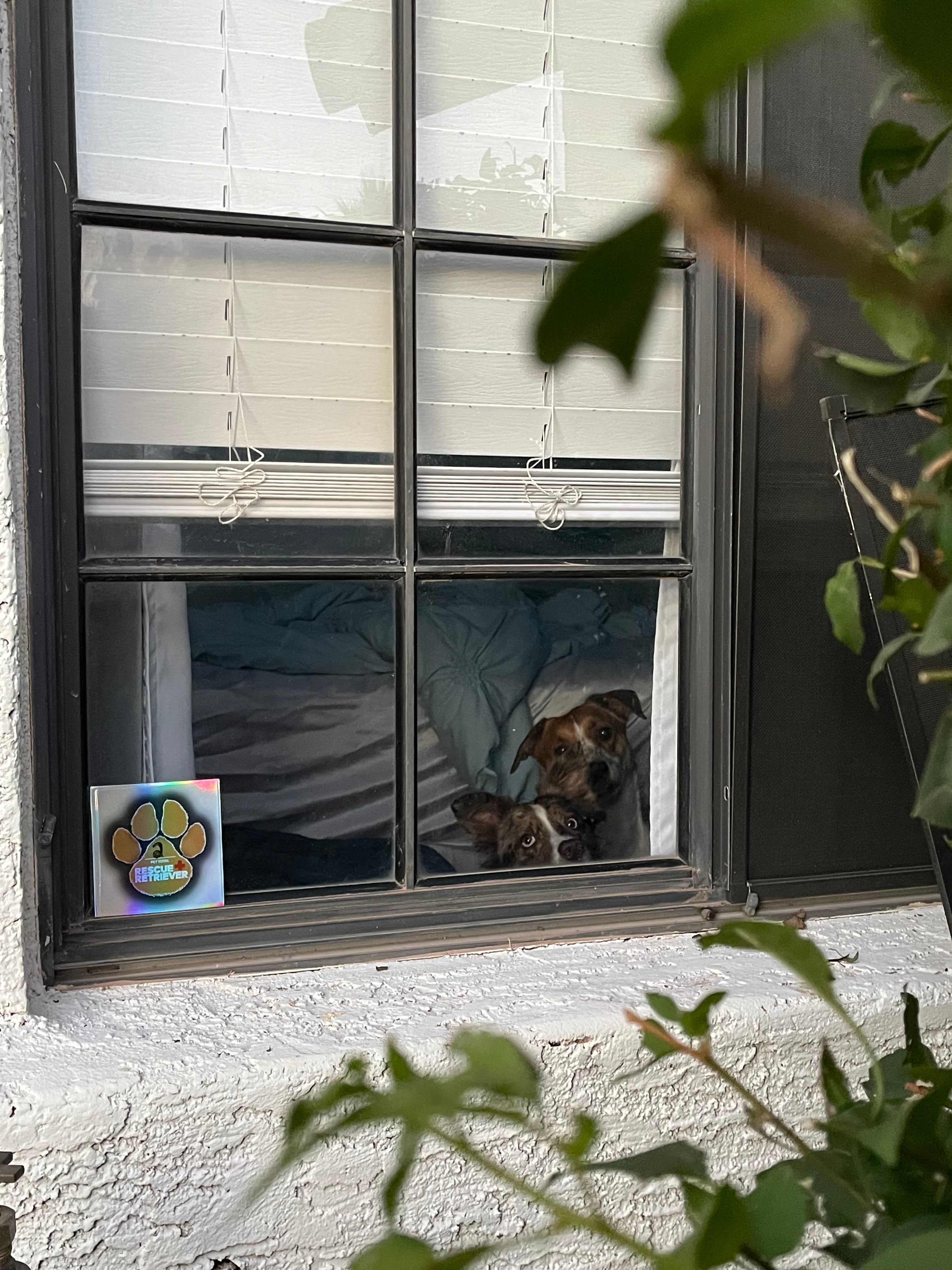 Reflective Pet Alert Stickers for Home Doors and Windows, 2-Pack