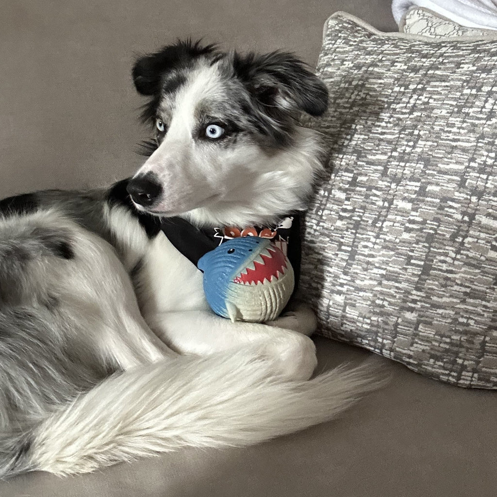 Finn the Shark Ruff-Tex Ball, 3" Floating Dog Toy