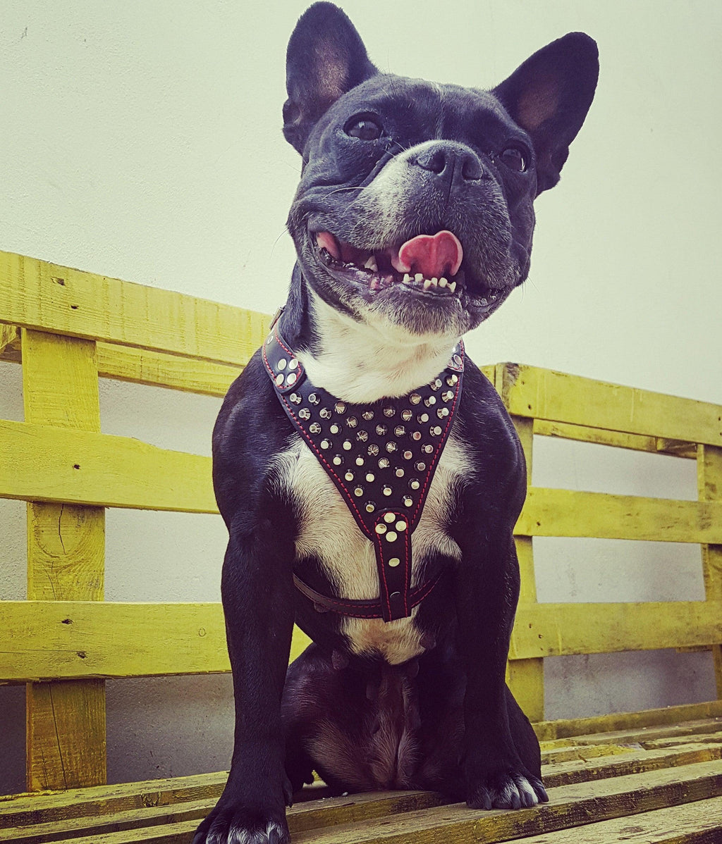 Bestia Frenchie Leather Dog Harness with Studs and Spikes, Black