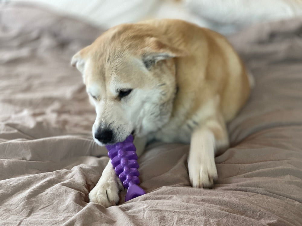 Fish Bone Ultra Durable Nylon Chew Toy for Dogs, Purple