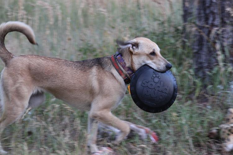 Magnum Bottle Top Flyer Large Rubber Dog Frisbee for Power Chewers