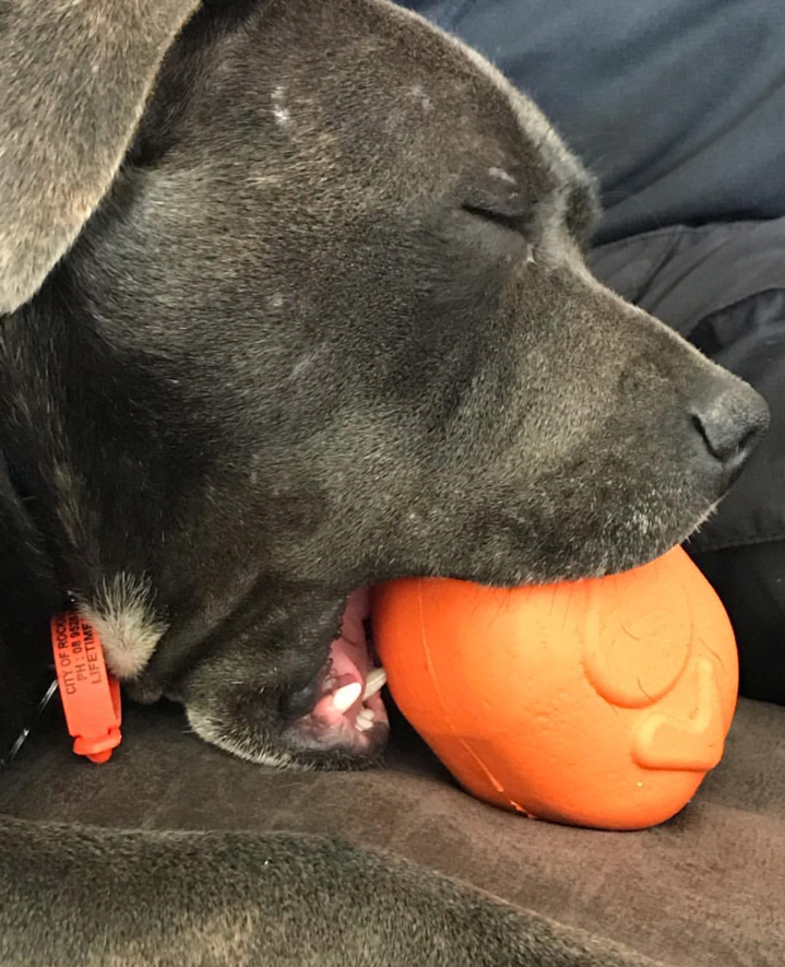 Roasted Turkey Dog Chew Toy & Treat Dispenser for Large Dogs