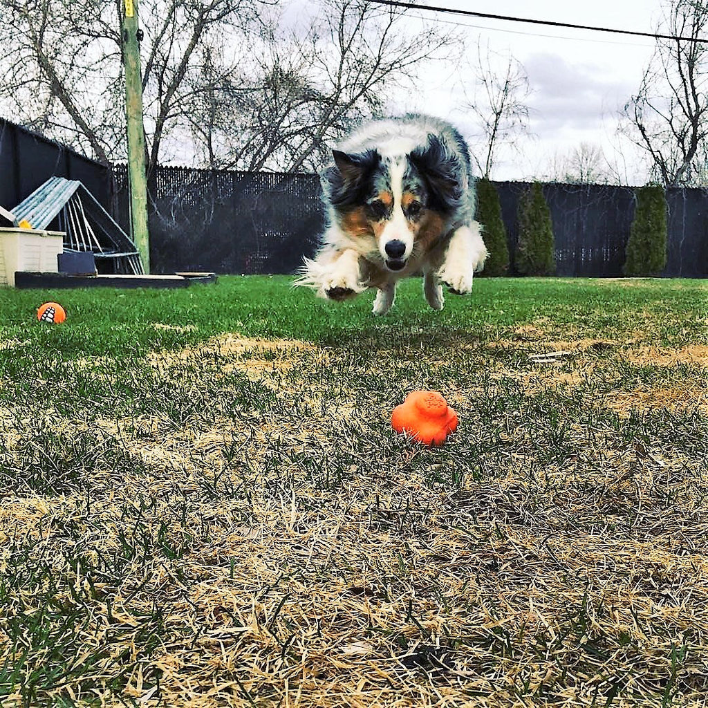 Crazy Bounce Solid Rubber Chew & Fetch Ball for Large Dogs