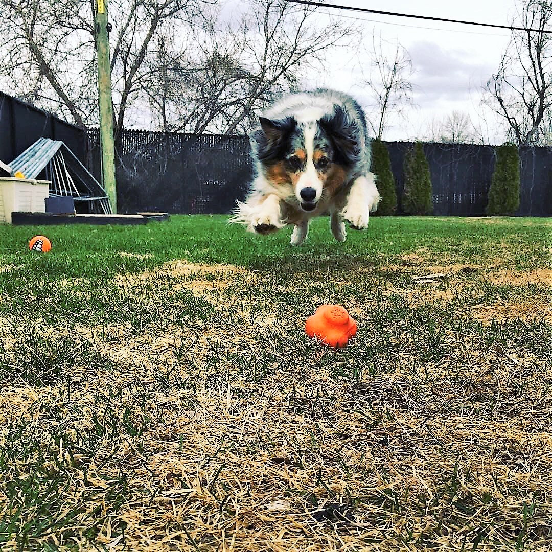 Crazy Bounce Solid Rubber Chew & Fetch Ball for Large Dogs