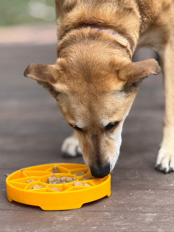 Sunflower Shallow Slow Feeder Bowl for Dogs, 8" Diameter