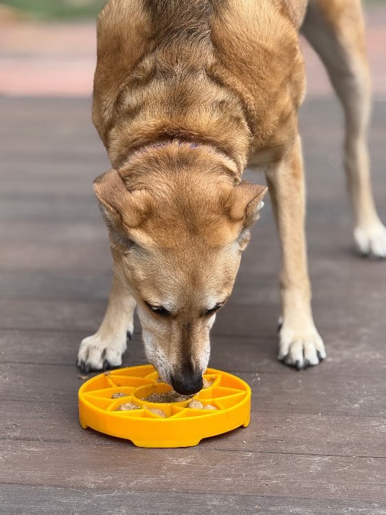 Sunflower Shallow Slow Feeder Bowl for Dogs, 8" Diameter