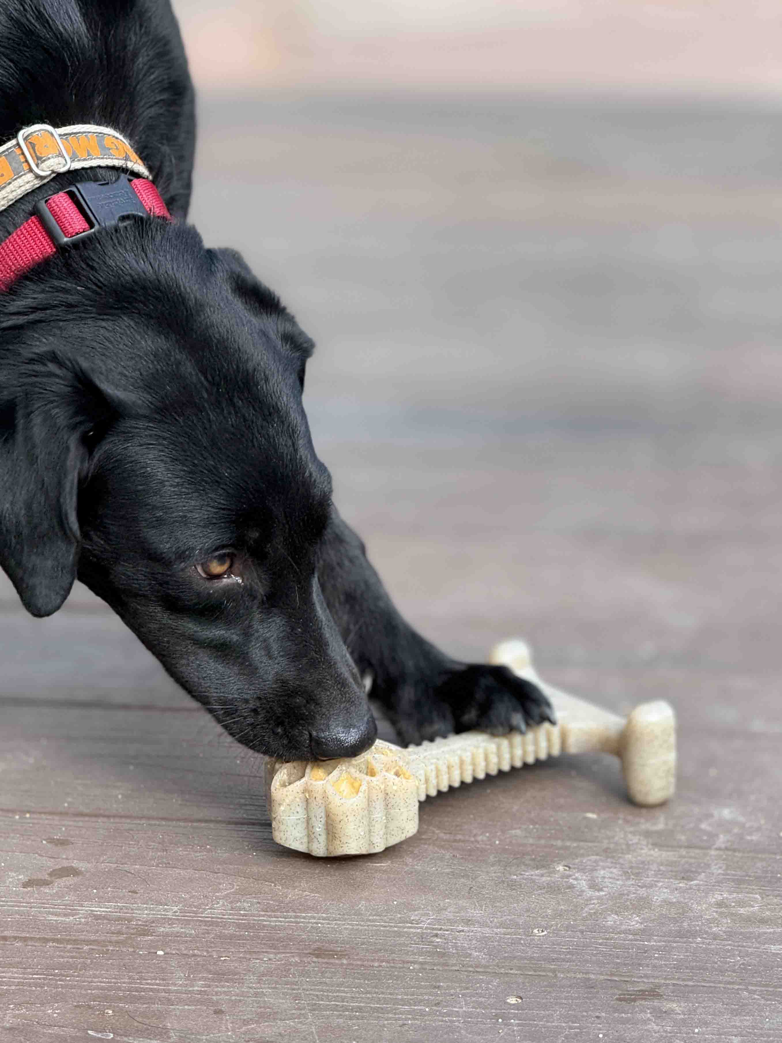 Honey Bone Dental Flower Tower Chew Toy for Medium & Large Dogs