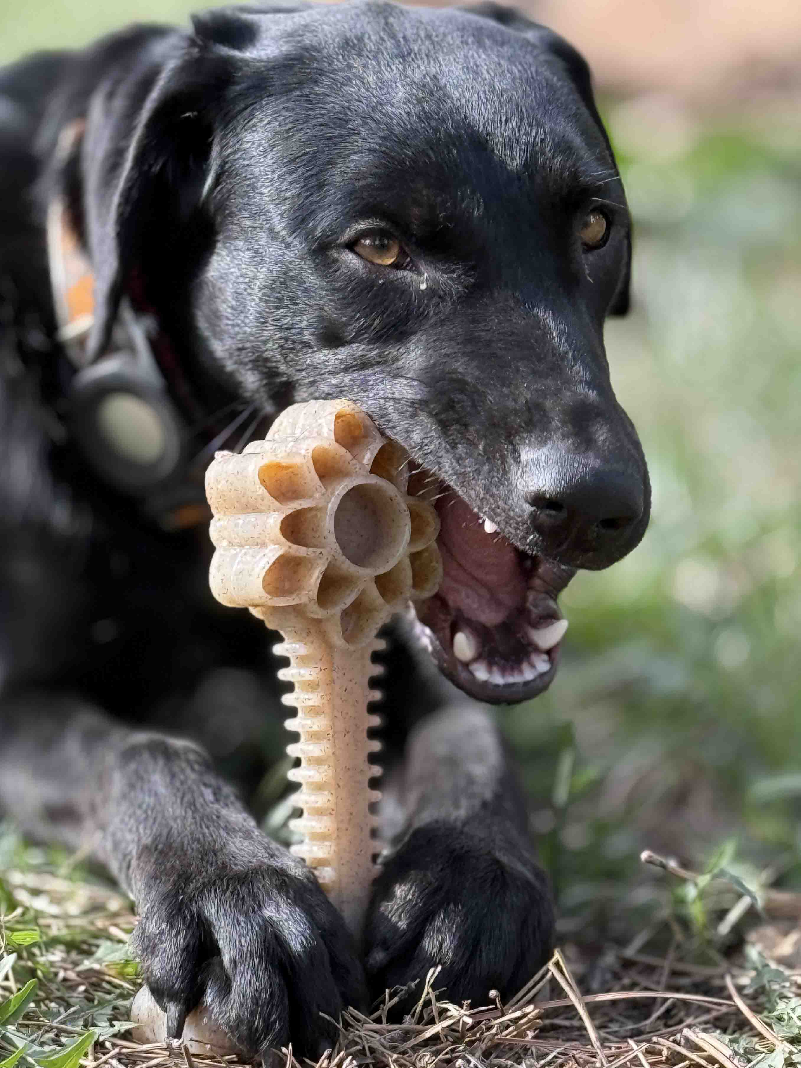 Honey Bone Dental Flower Tower Chew Toy for Medium & Large Dogs