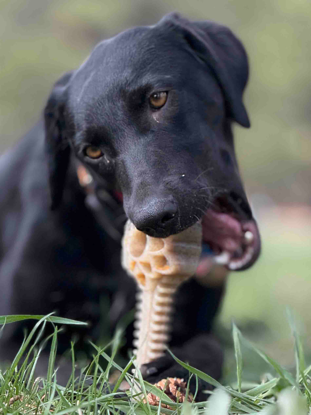 Honey Bone Dental Flower Tower Chew Toy for Medium & Large Dogs