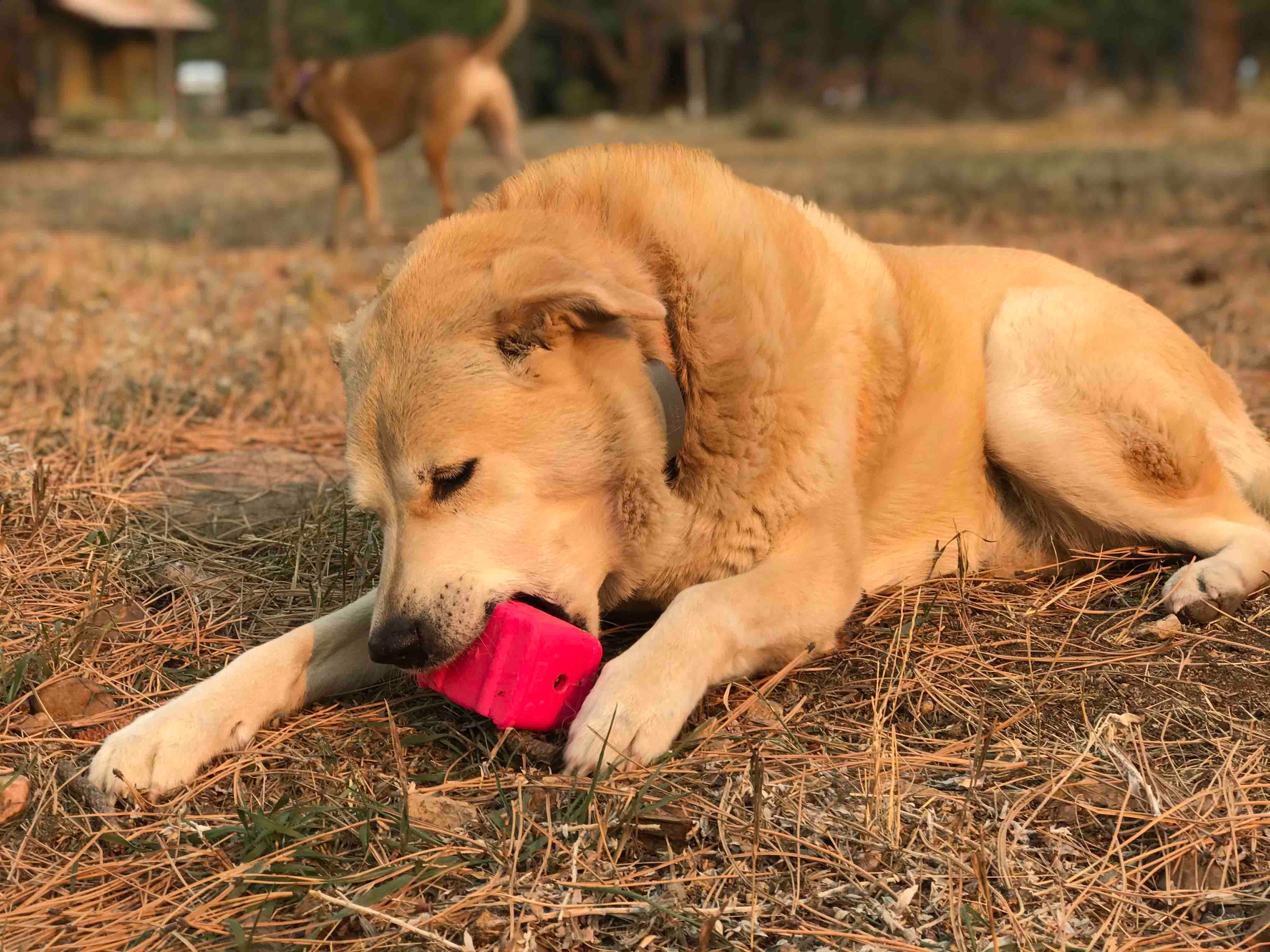 Retro Van Durable Rubber Chew Toy & Treat Dispenser for Large Dogs