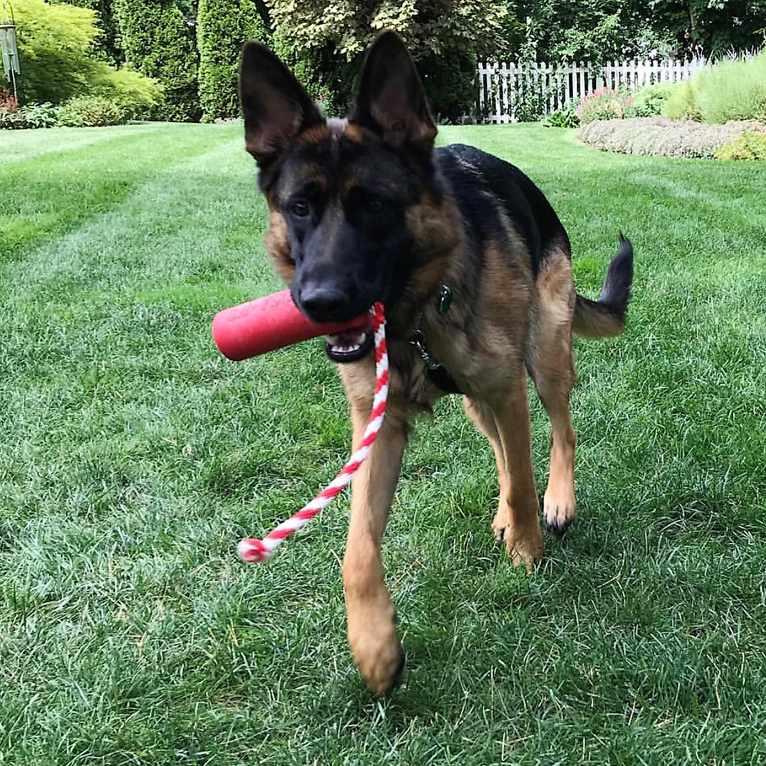 USA-K9 Firecracker Durable Rubber Floating Dog Training Dummy