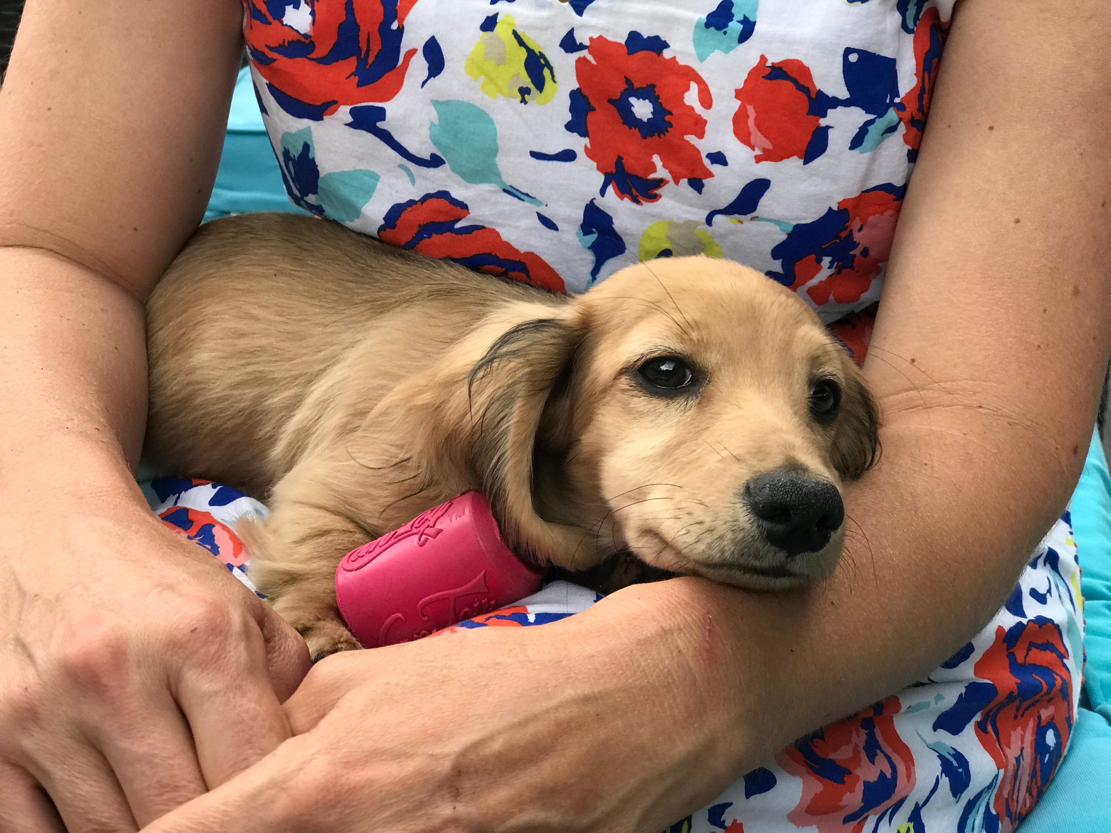 Puppy Can Toy Durable Rubber Chew & Treat Dispenser – Pink