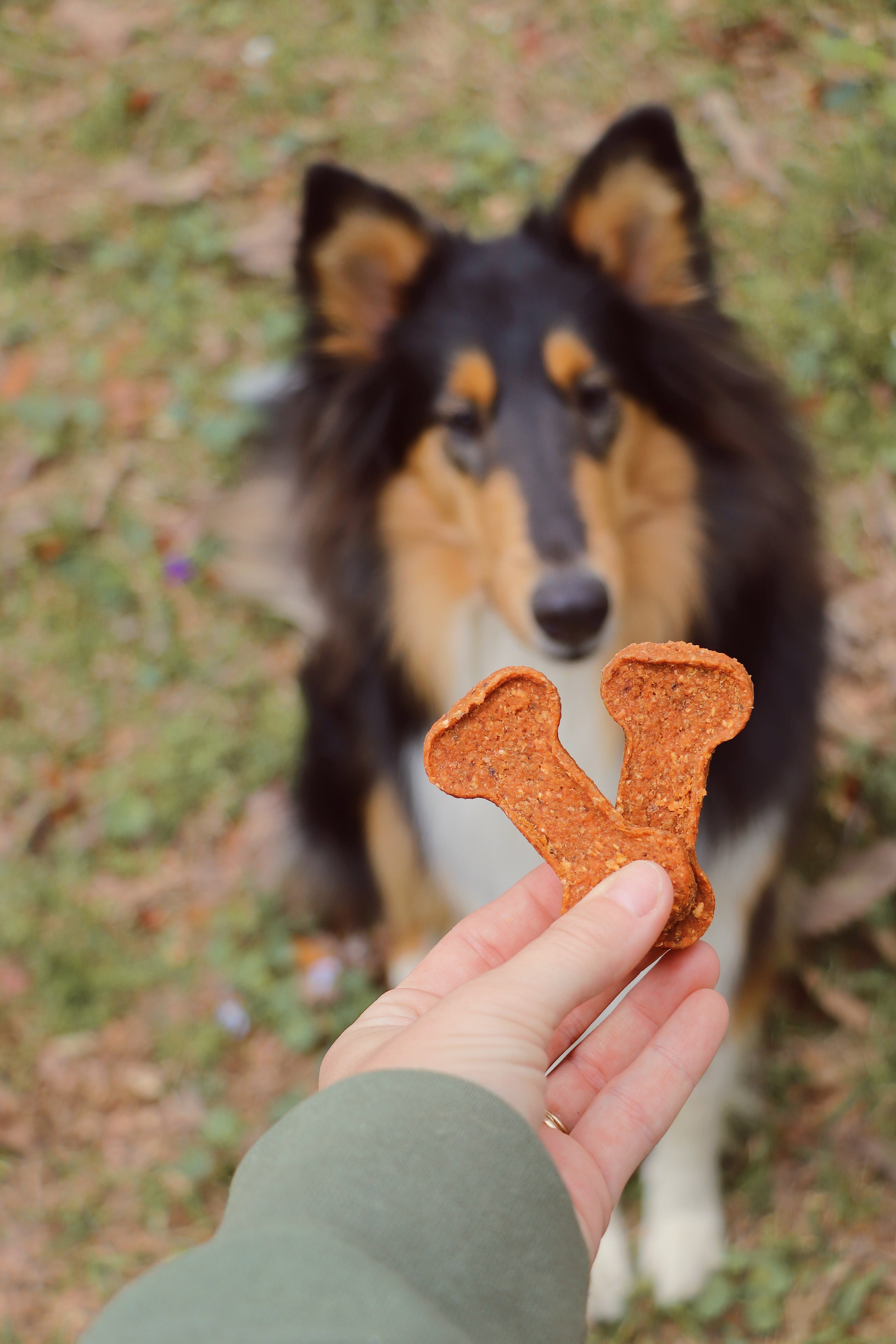 Sweet Potato Bone Dog Treat – Single Ingredient, Soft Chew