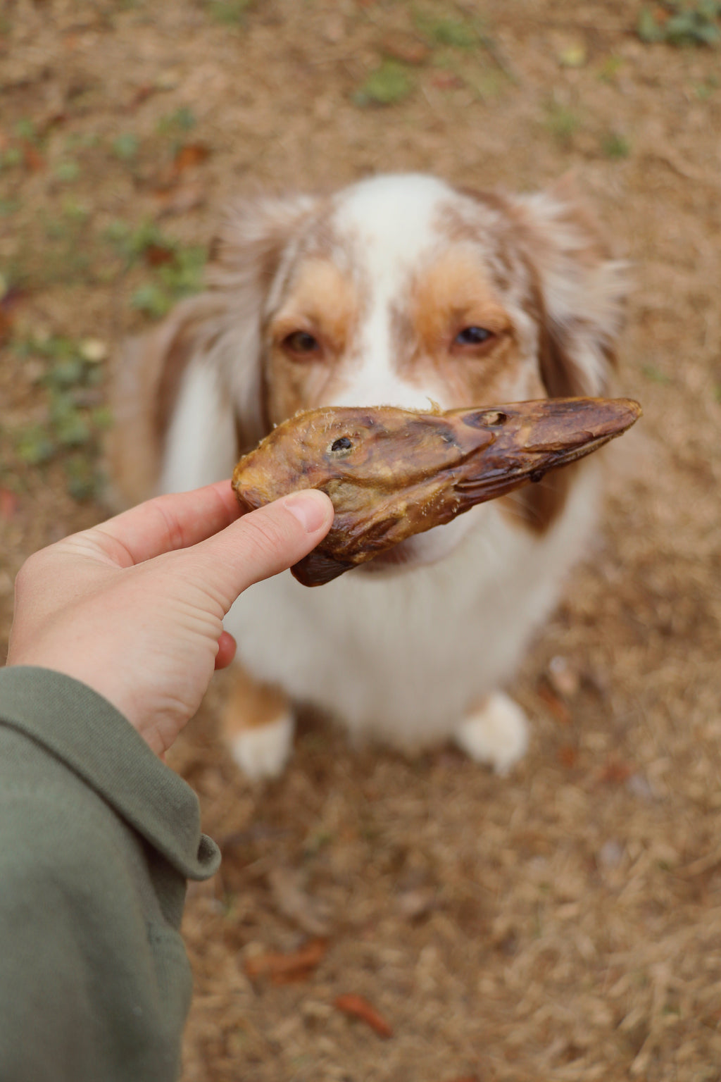 Omega-3 Crunchy Dog Chews for Skin, Coat, and Dental Health