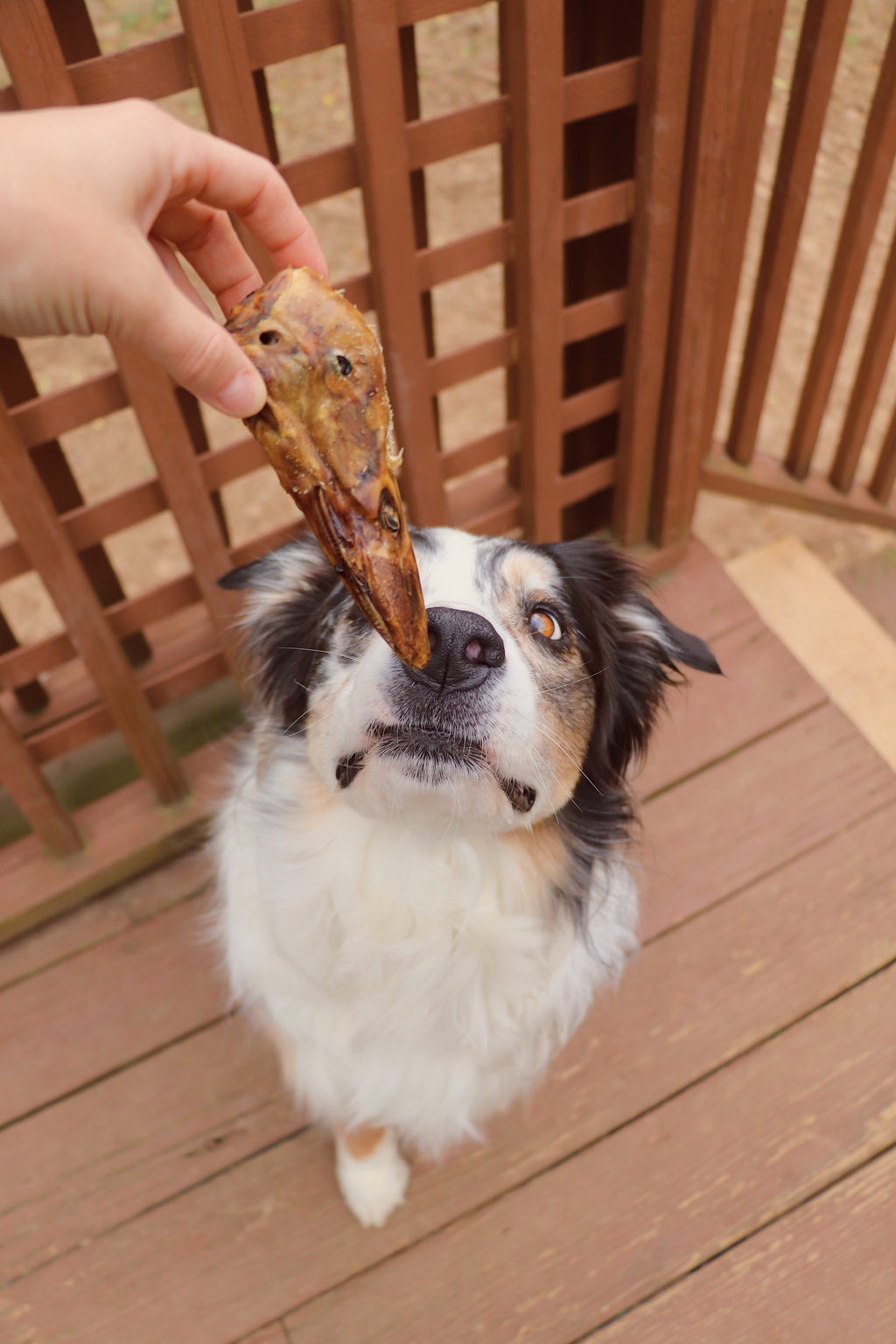 Omega-3 Crunchy Dog Chews for Skin, Coat, and Dental Health