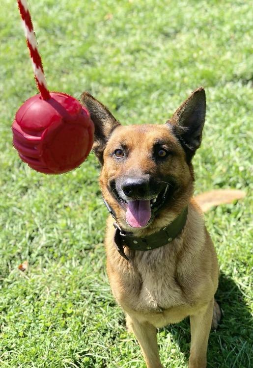 USA-K9 Stars and Stripes Rubber Chew Toy for Large Dogs