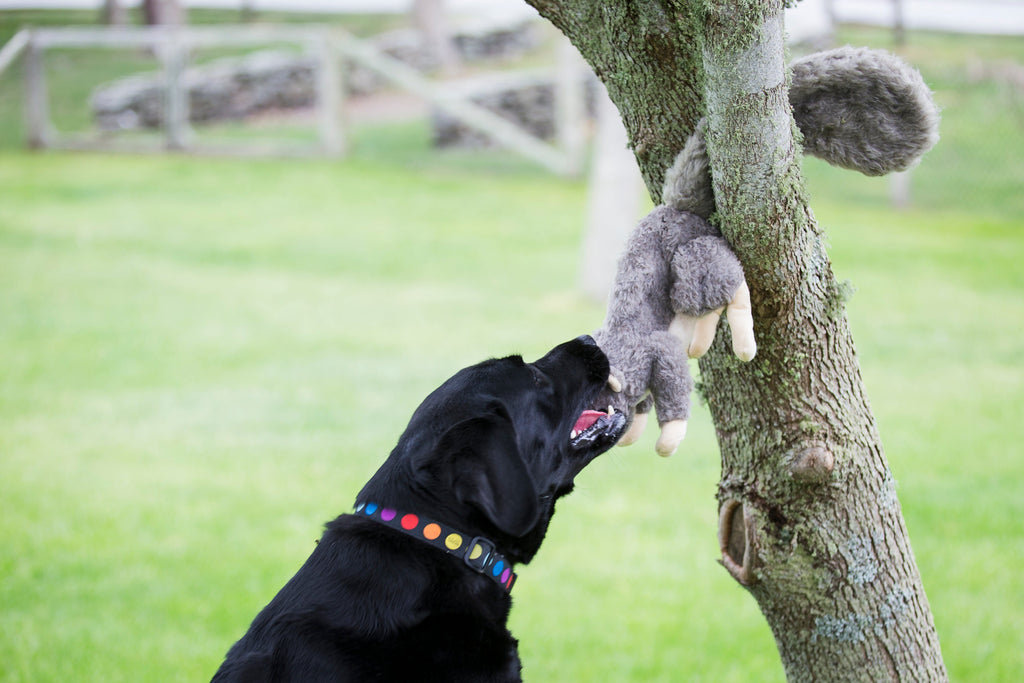Feller Squirrel Plush Dog Toy with Squeaker, Two Sizes