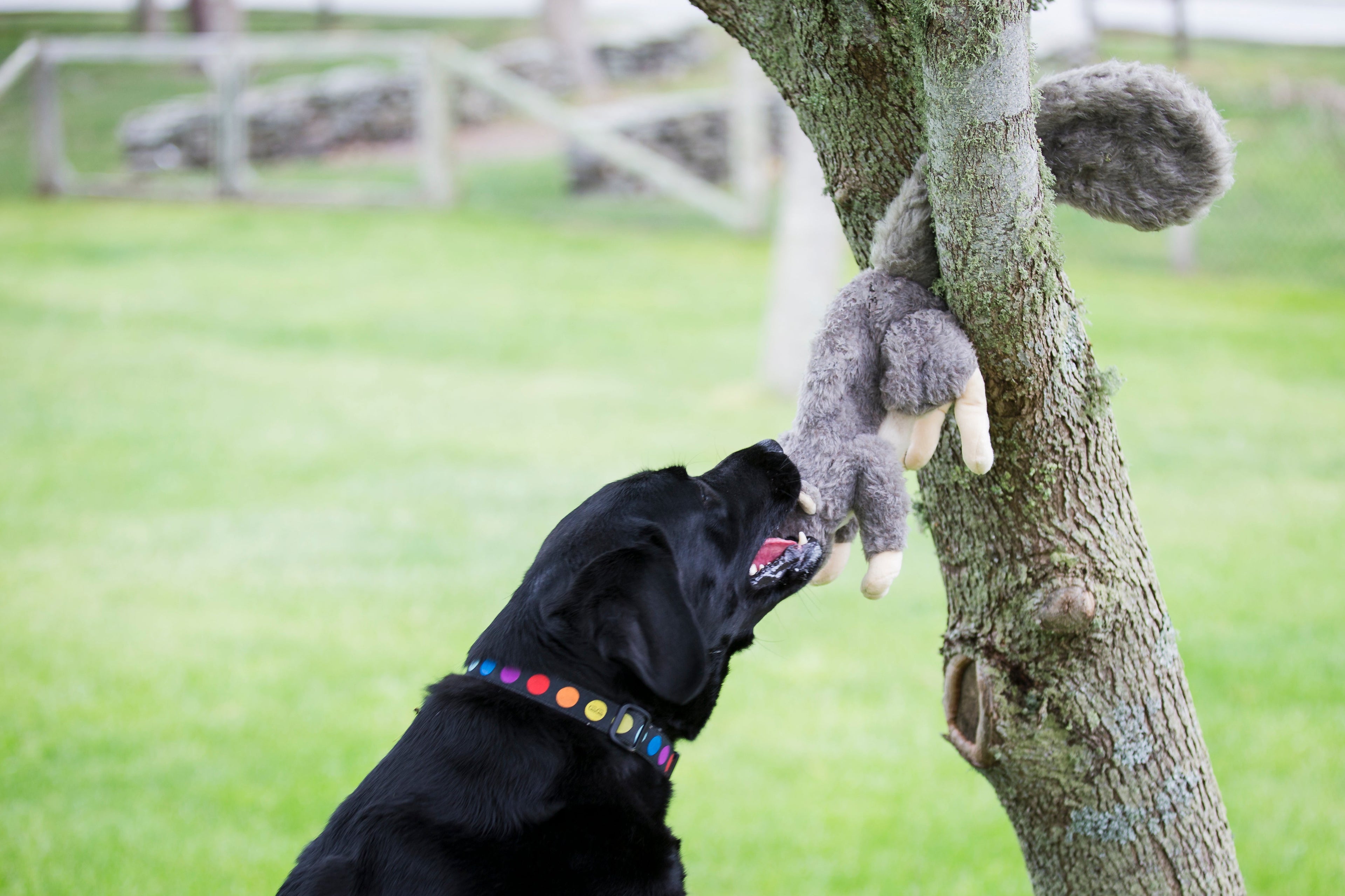 Feller Squirrel Plush Dog Toy with Squeaker, Two Sizes