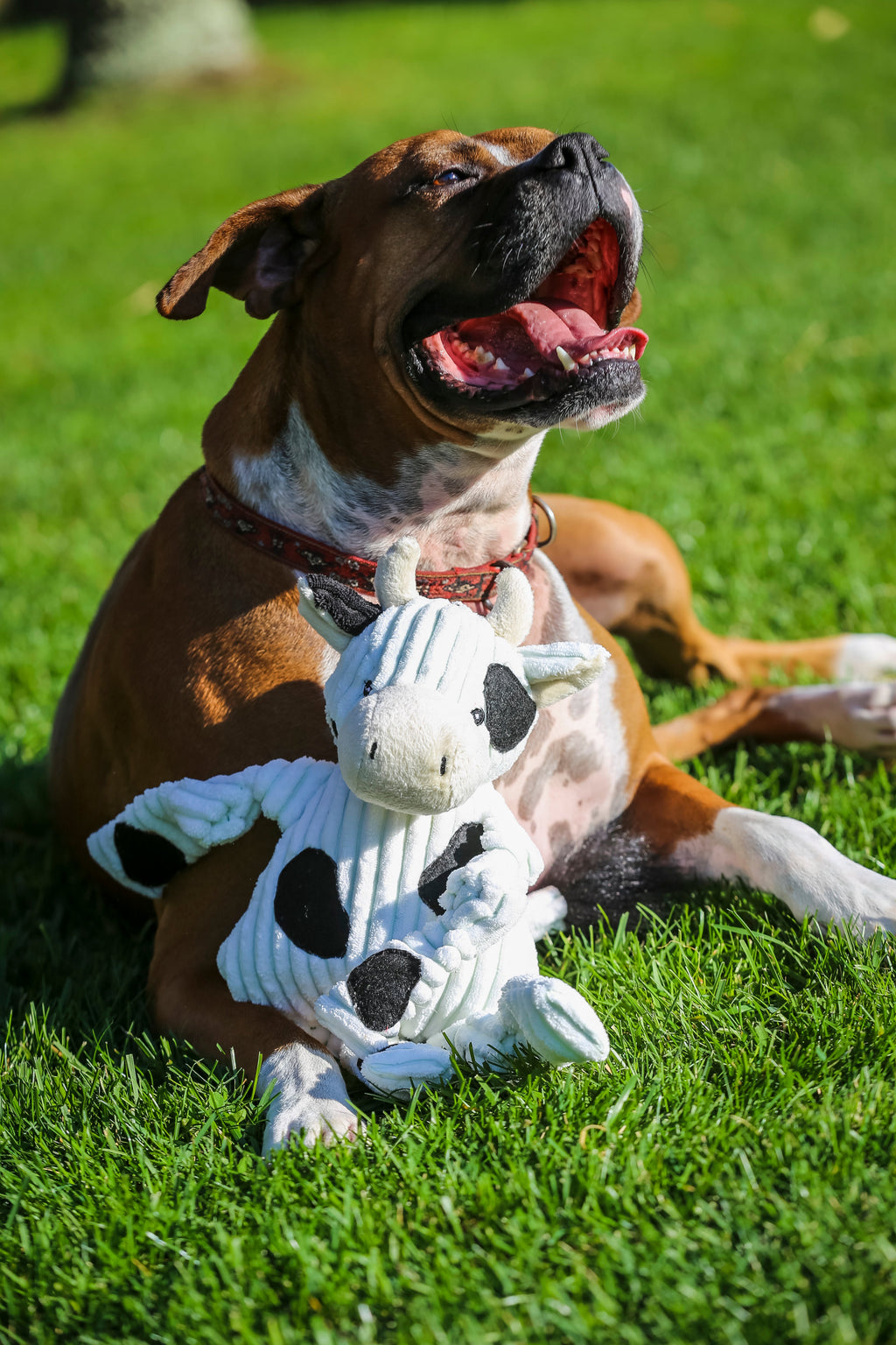 Knotted Plush Dog Toy with Tuffut Technology, Multiple Squeakers