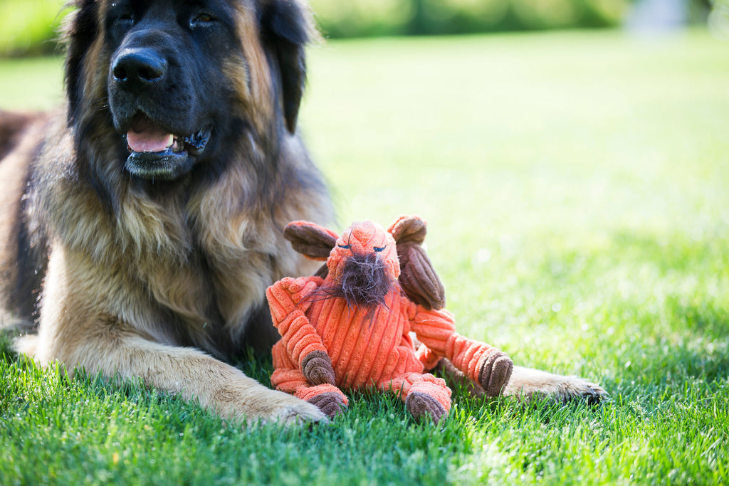 Knotted Plush Dog Toy with Multiple Squeakers