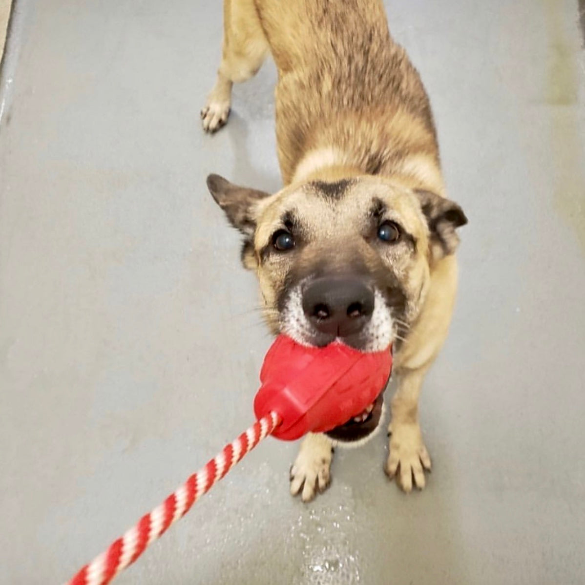 USA-K9 Grenade Rubber Dog Chew Toy, Large (30-60 lbs)