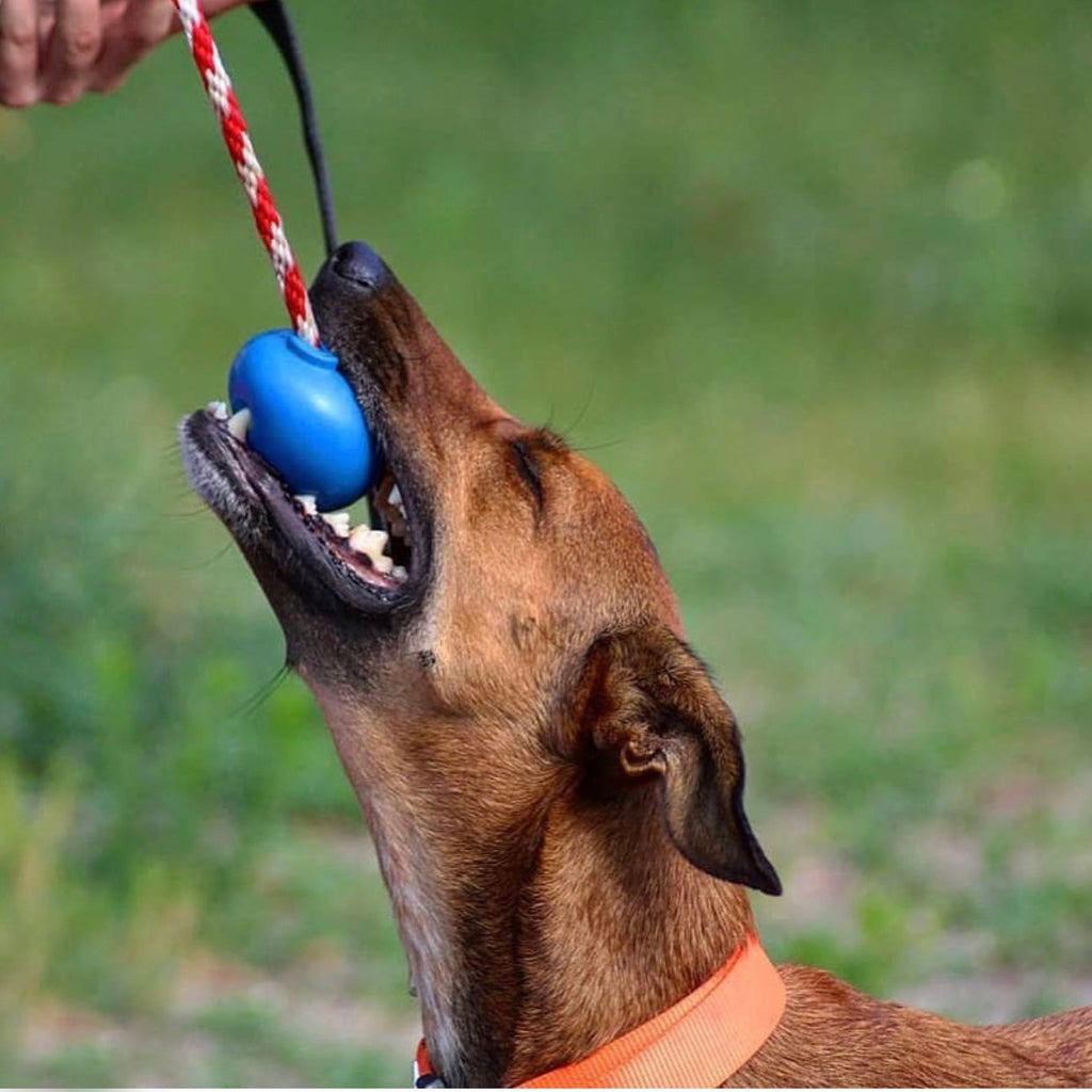 USA-K9 Cherry Bomb Rubber Dog Chew Toy, 4-in-1 Enrichment