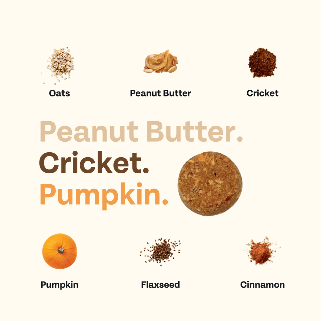 Oven-Baked Cricket Protein Dog Treats with Pumpkin & Oats