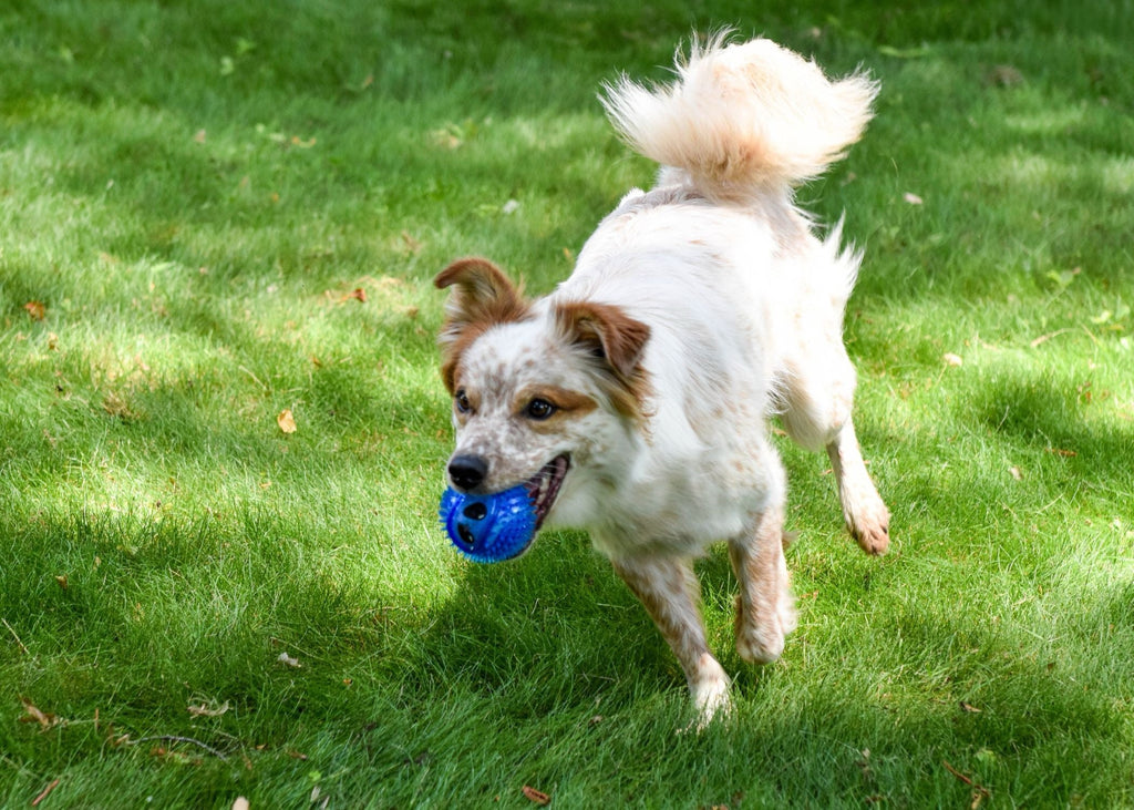Alien Face Squeaky Tennis Ball Dog Toy with Textured Rubber Shell