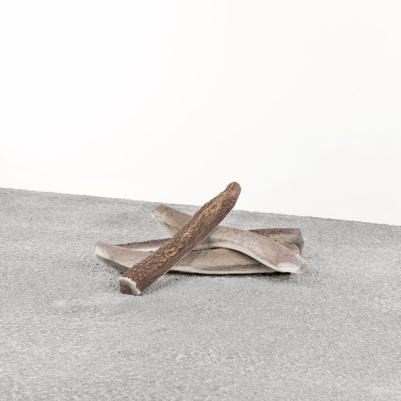 Stag Antler Dog Chew – Natural, Odor-Free, EU Sourced