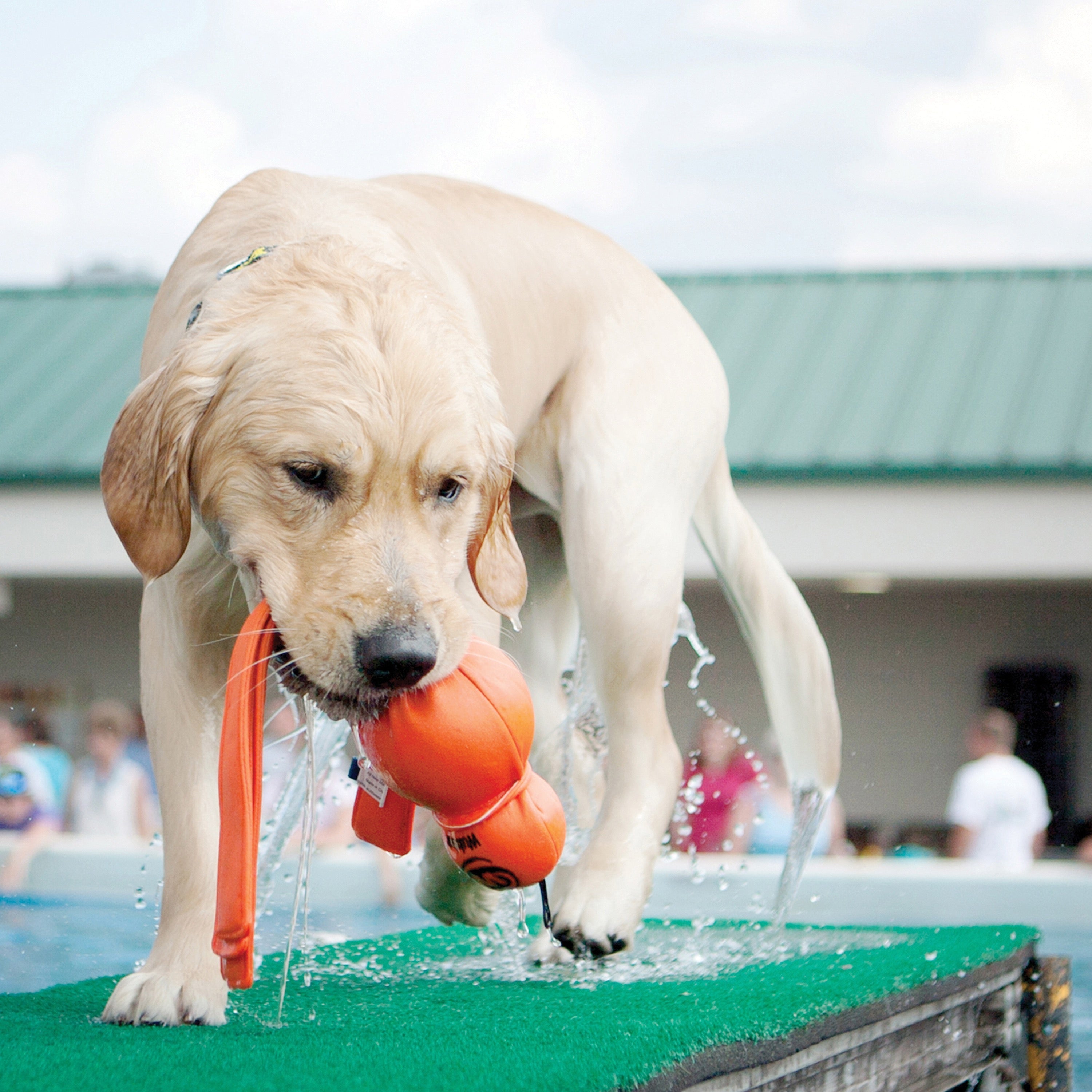 Wet Wubba Neoprene Dog Toy for Water and Snow Play